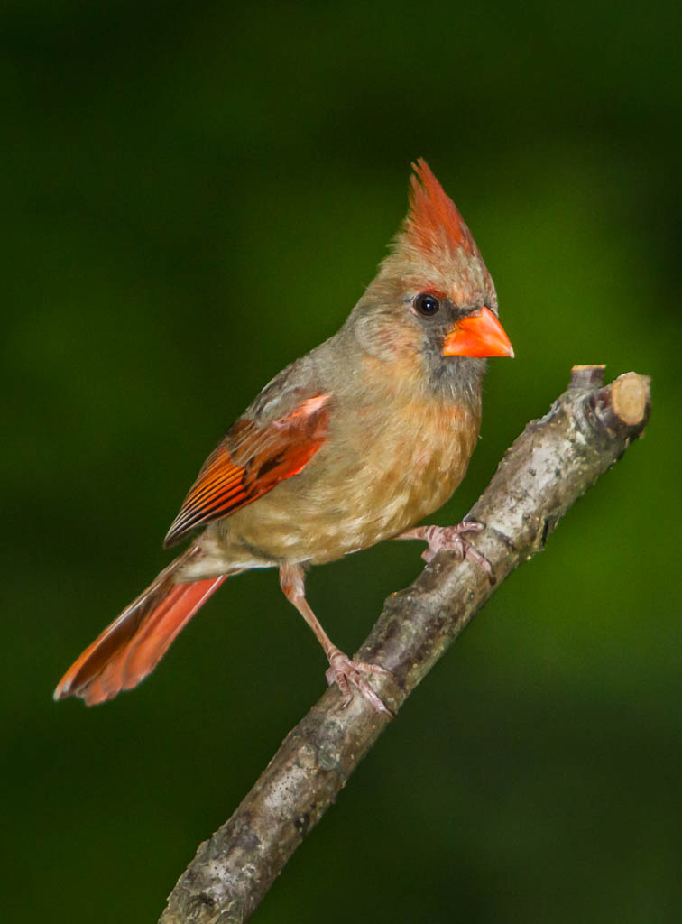 Female Northern Cardinal
